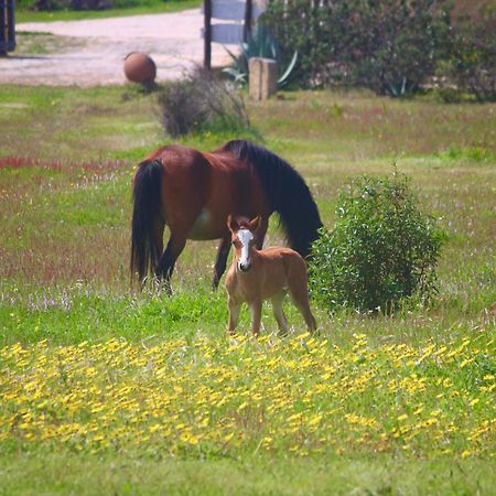 Herdade Monte Do Sol Aljezur Exterior photo
